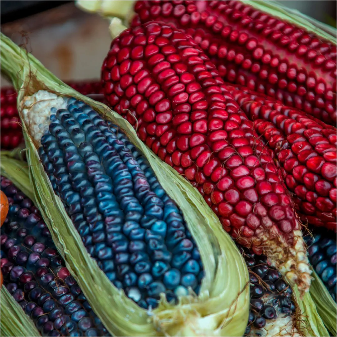 Menu image for Menú