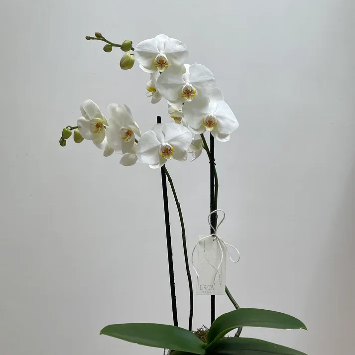Orquidea Phalaenopsis