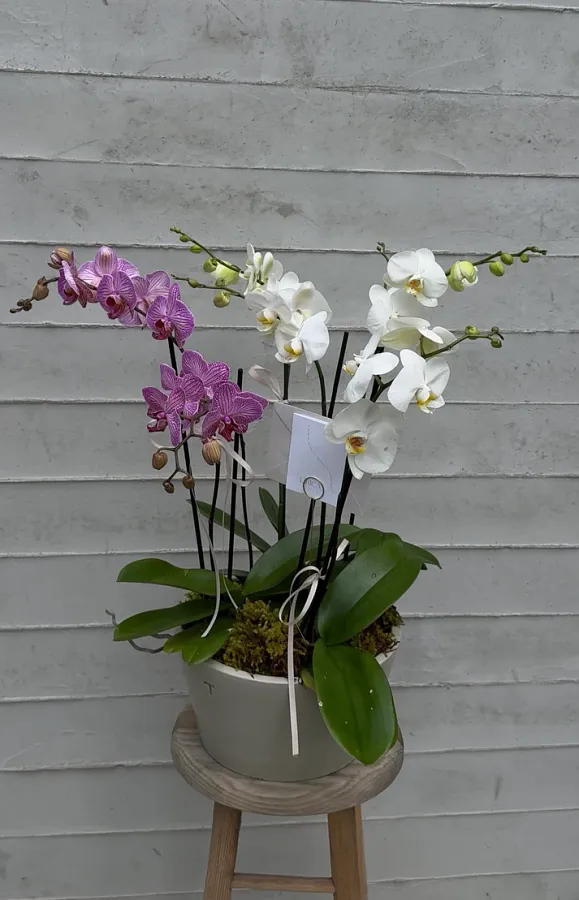 Orquídea de 6 varas